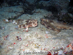 Batfish stare down...Taken on the Caribbean side of Isla ... by Sam Mcclintock 